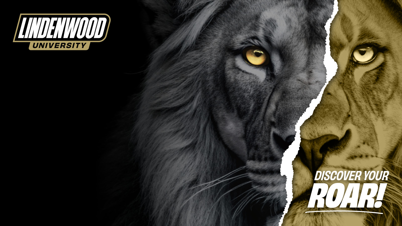 Background features a lion with piercing eyes. Additionally, it presents the 'Lindenwood University' logo and 'Discover Your Roar!' tagline.